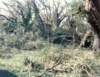 hurricanehugosept211989damagetoourproperty2_small.jpg