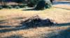 scan0348_small.jpg